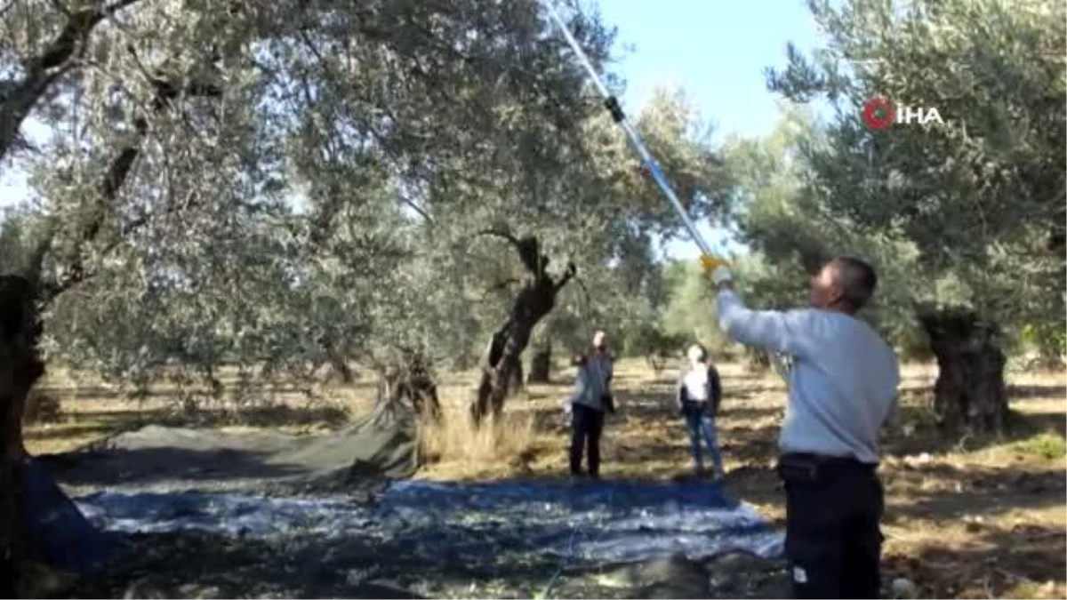 Değişik illerden gelip zeytin hasadına katıldılar