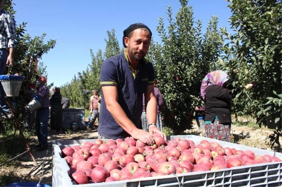 Isparta elmasından ekonomiye 1 milyar 862 milyon liralık katkı