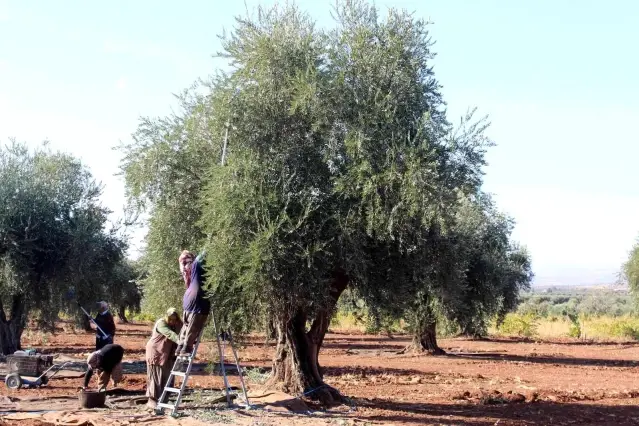 Kilis'te zeytinde erken hasat dönemi