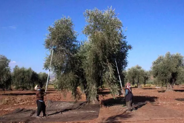 Kilis'te zeytinde erken hasat dönemi