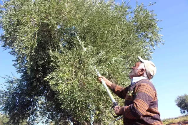 Kilis'te zeytinde erken hasat dönemi