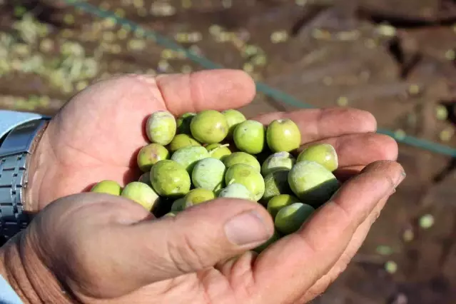 Kilis'te zeytinde erken hasat dönemi