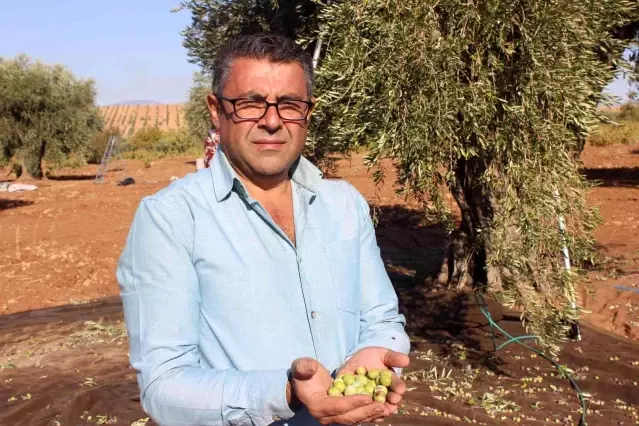 Kilis'te zeytinde erken hasat dönemi