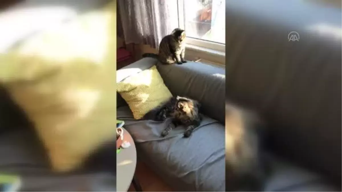 Mahkeme "kedilerin velayeti" davasında "Piraye" ve "Cingöz"ün psikolojisini de gözetti