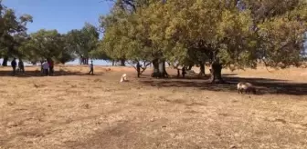 Meşe ağaçları için farkındalık etkinliği düzenlendi