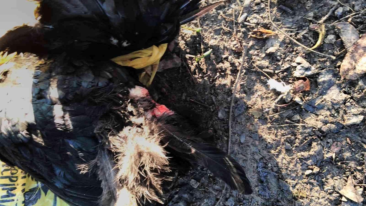 Sokak köpekleri kümesteki tavukları telef etti
