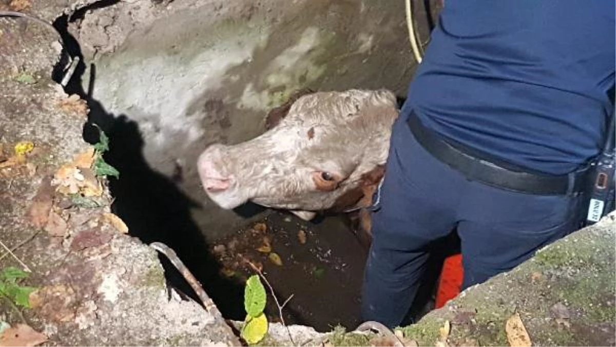 Su kuyusuna düşen inek, itfaiye ekiplerince kurtarıldı