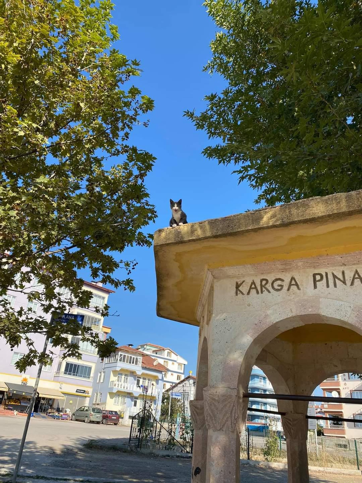 Tokat\'ta 3 gündür çatıda mahsur kalan kediyi itfaiye kurtardı