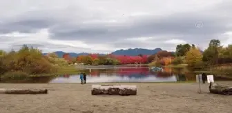 VANCOUVER - Kanada'da sonbaharın renkleri drone ile görüntülendi