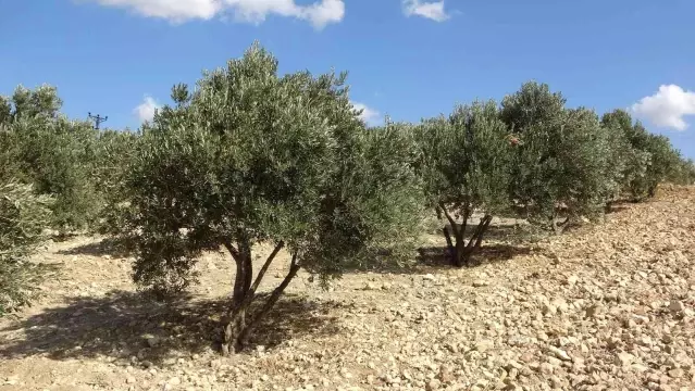 Zeytin üreticisi tüccardan dertli