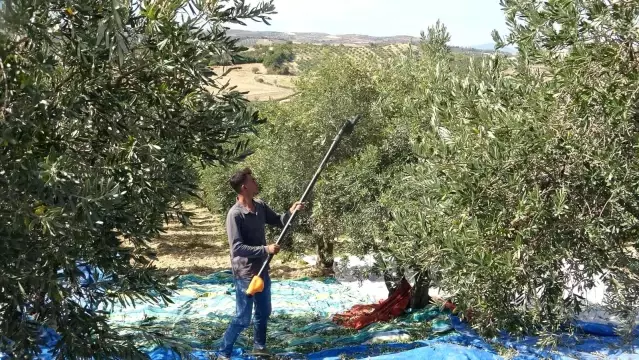 Zeytin üreticisi tüccardan dertli