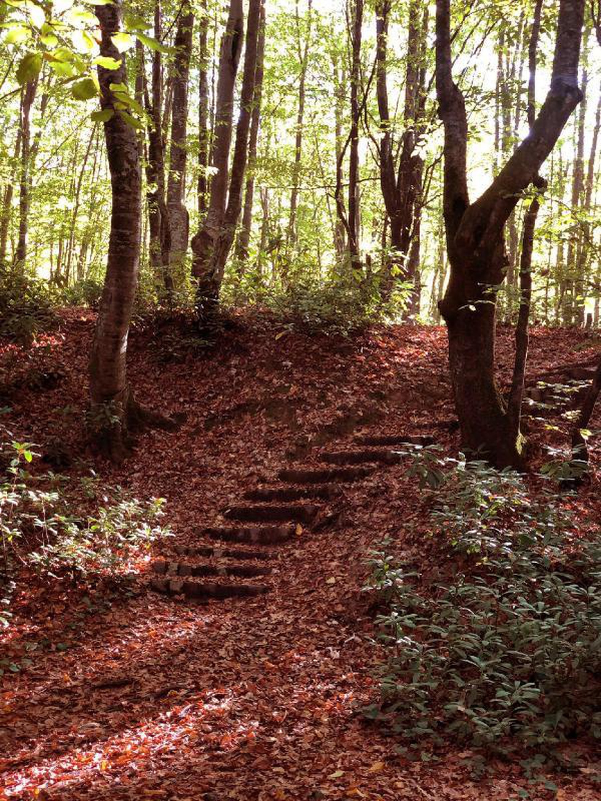 Autumn elegance in the urban forest in Zonguldak in Turkey