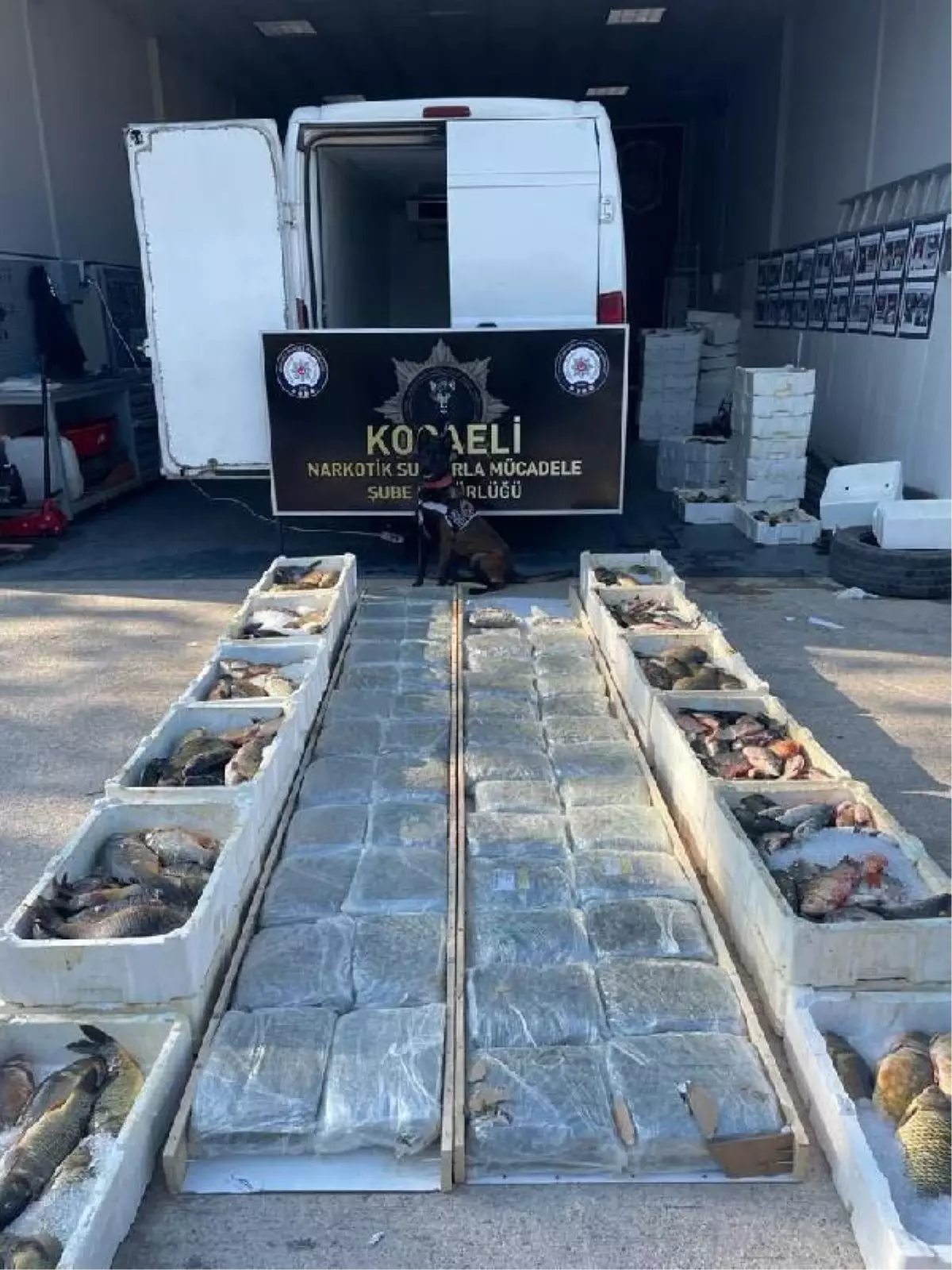 BALIK YÜKLÜ KAMYONETİN TABANINDA 53 KİLO \'SKUNK\' ELE GEÇİRİLDİ