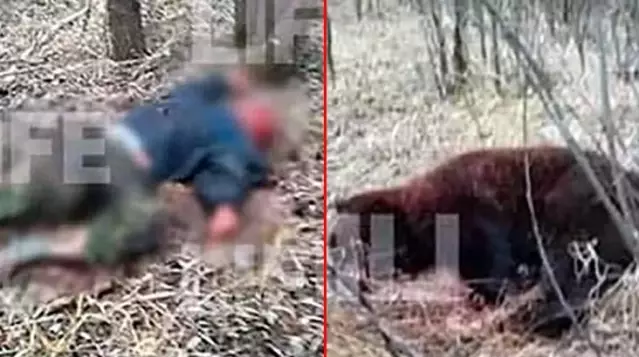 Arkadaşını öldüren ayıyla dövüşen Rus boksör, yaşam mücadelesi veriyor