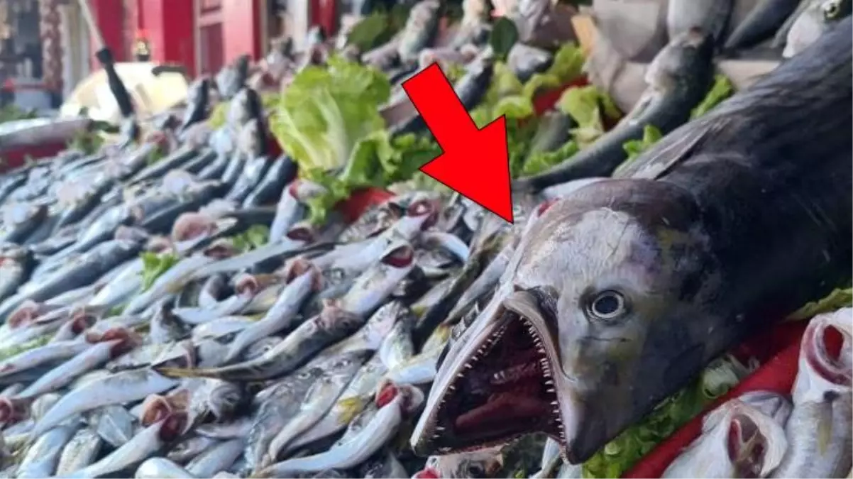 Karadeniz'de torik balığı bereketi, tanesi 300 liraya satılıyor