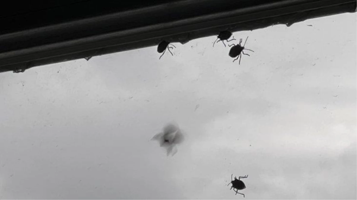 İstanbul\'da \'kokarca böceği\' çilesi başladı! Kokuları her yere yayıldı