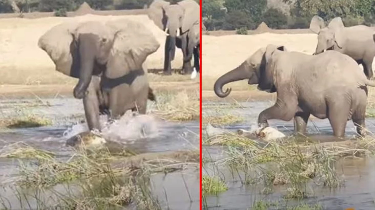 Yavrusunu korumak isteyen filin timsahla mücadelesi nefes kesti