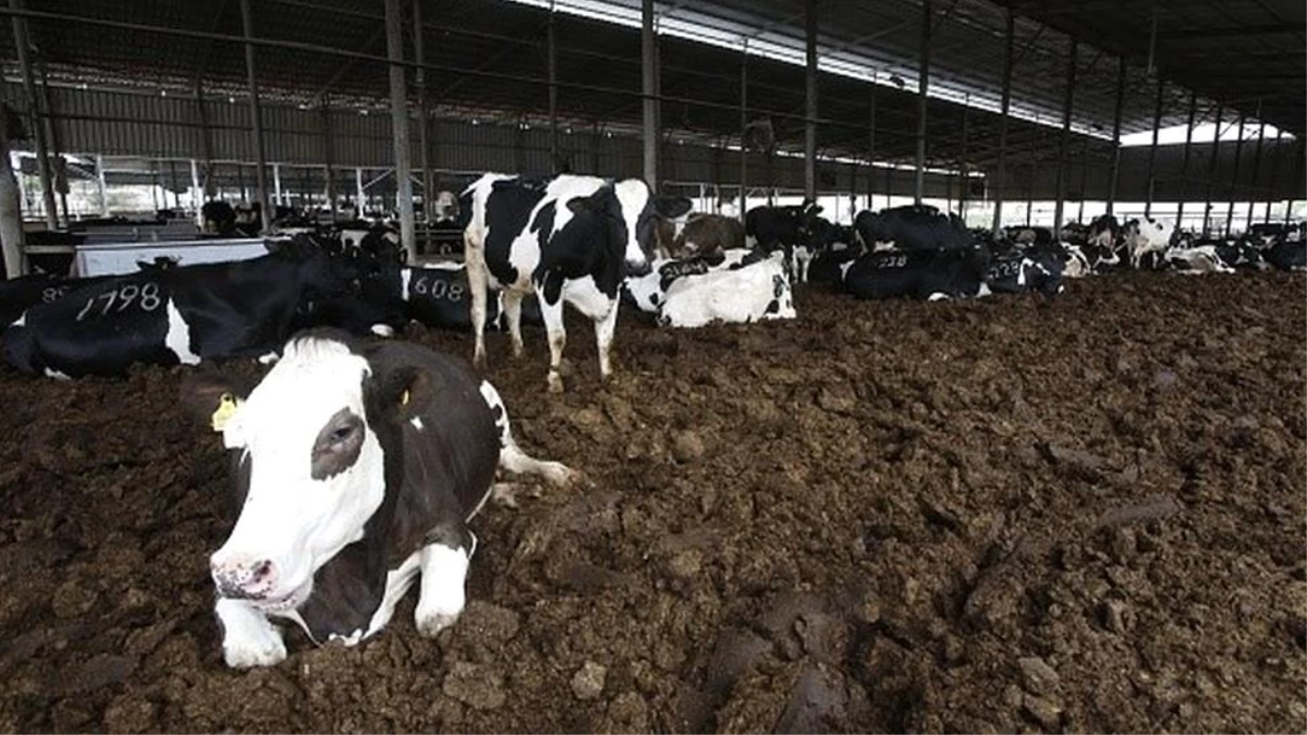 Hollanda\'da her yıl boşa giden 53 milyar kilo inek gübresi ev yapımında kullanılabilir
