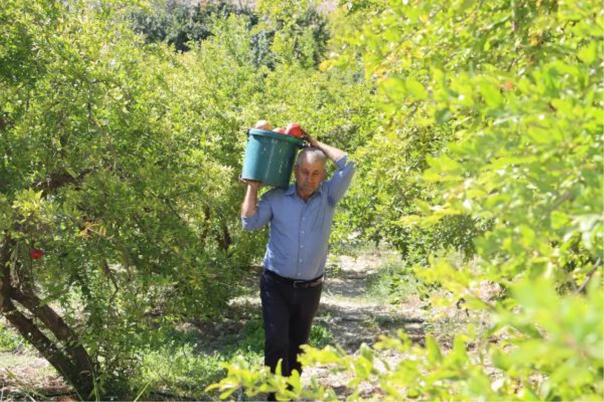 Savaştan kaçan Suriyeli avukat, Hatay\'da çiftçilik yapıyor