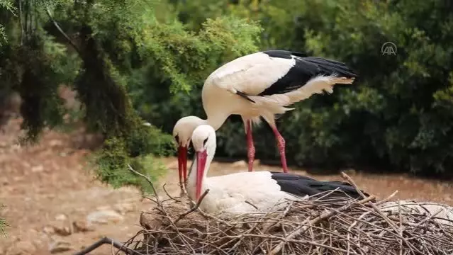 Toroslar EDAŞ'ın Yüksek Gerilim Havai Hat İzolasyonu Projesi ile kuş ölümleri azalıyor