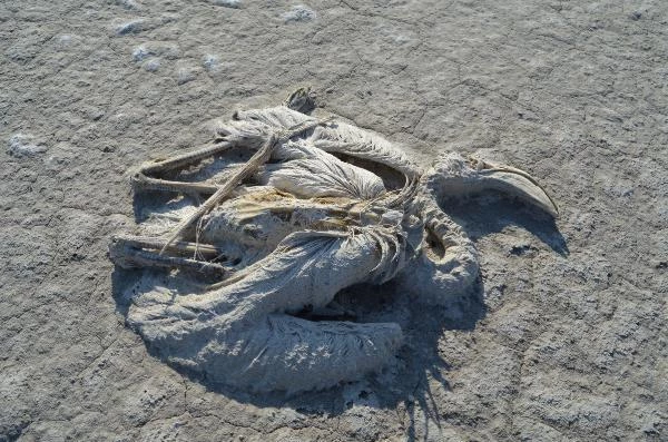 Türkiye'nin göz bebeği konumundaki Tuz Gölü 30 yıla kadar tamamen yok olabilir
