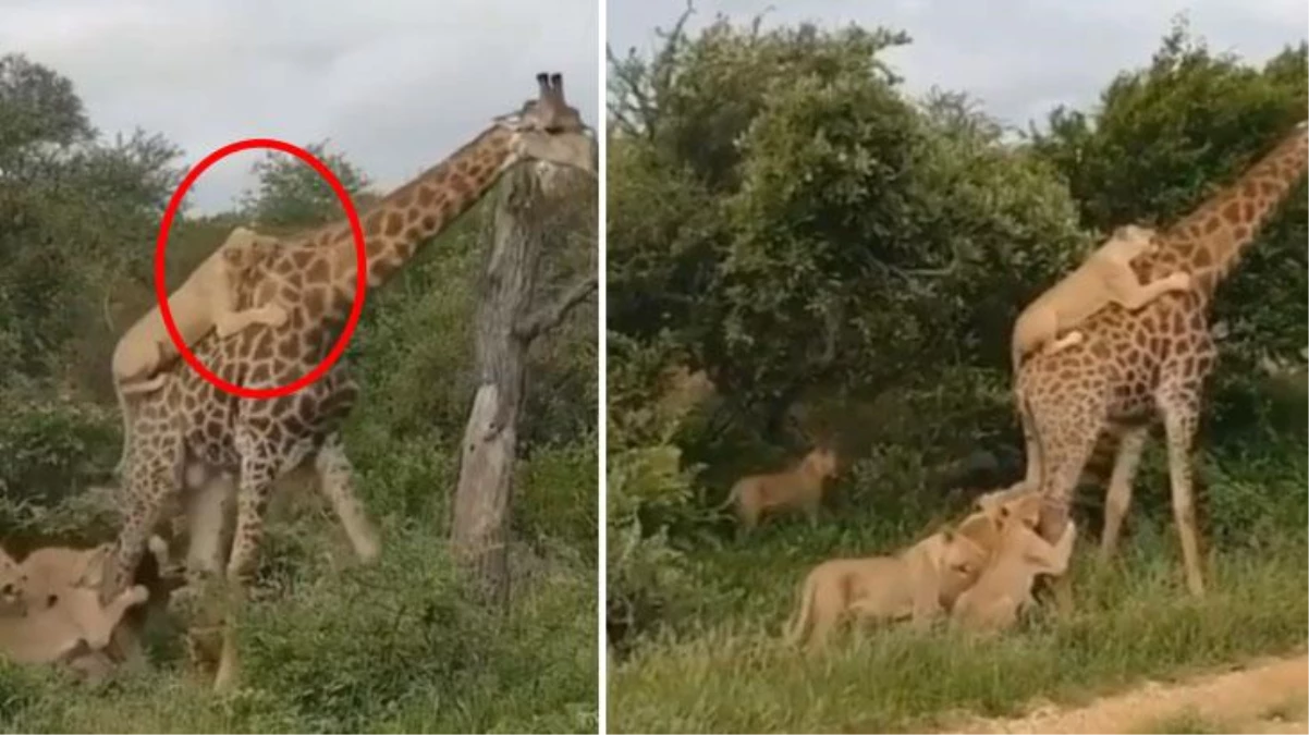 6 aç aslan aynı anda bir zürafaya saldırdı! Sonrası herkese sürpriz oldu