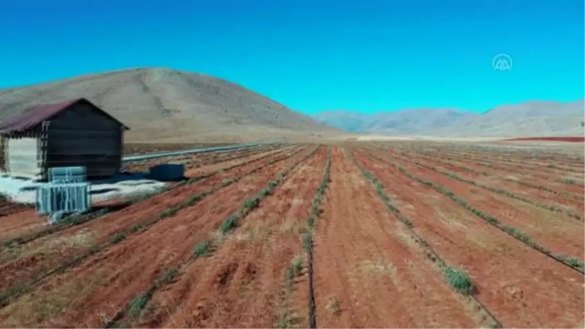 KAHRAMANMARAŞ - Peyzaj amaçlı 15 kökle üretime başladıkları lavantada ihracata hazırlanıyorlar