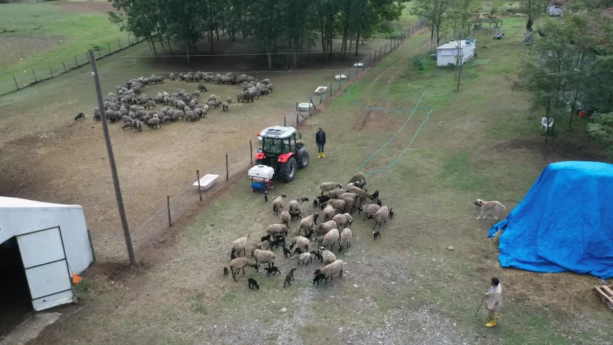 Şehir hayatından uzaklaşıp koyun yetiştiricisi oldu, şimdi talebe yetişemiyor