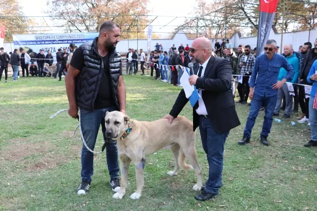 Turk Coban Kopegi Irklari Sokak Kopekleri Icin Podyuma Cikti Son Dakika