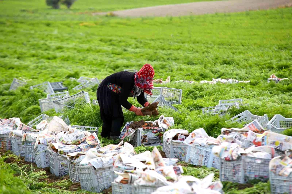 Türkiye\'nin sebze ambarı Beypazarı\'nda kış havucu hasadı başladı