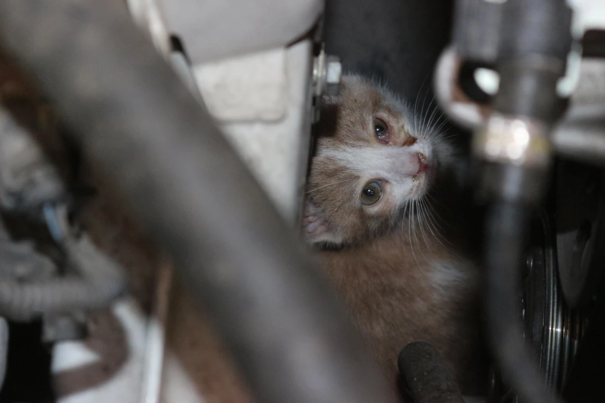 Kamyonetin motor kısmına sıkışan yavru kedi kurtarıldı