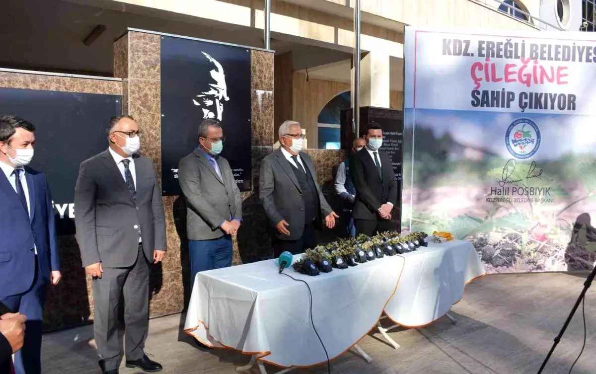 Belediye halka Osmanlı Çileği fidesi dağıtacak