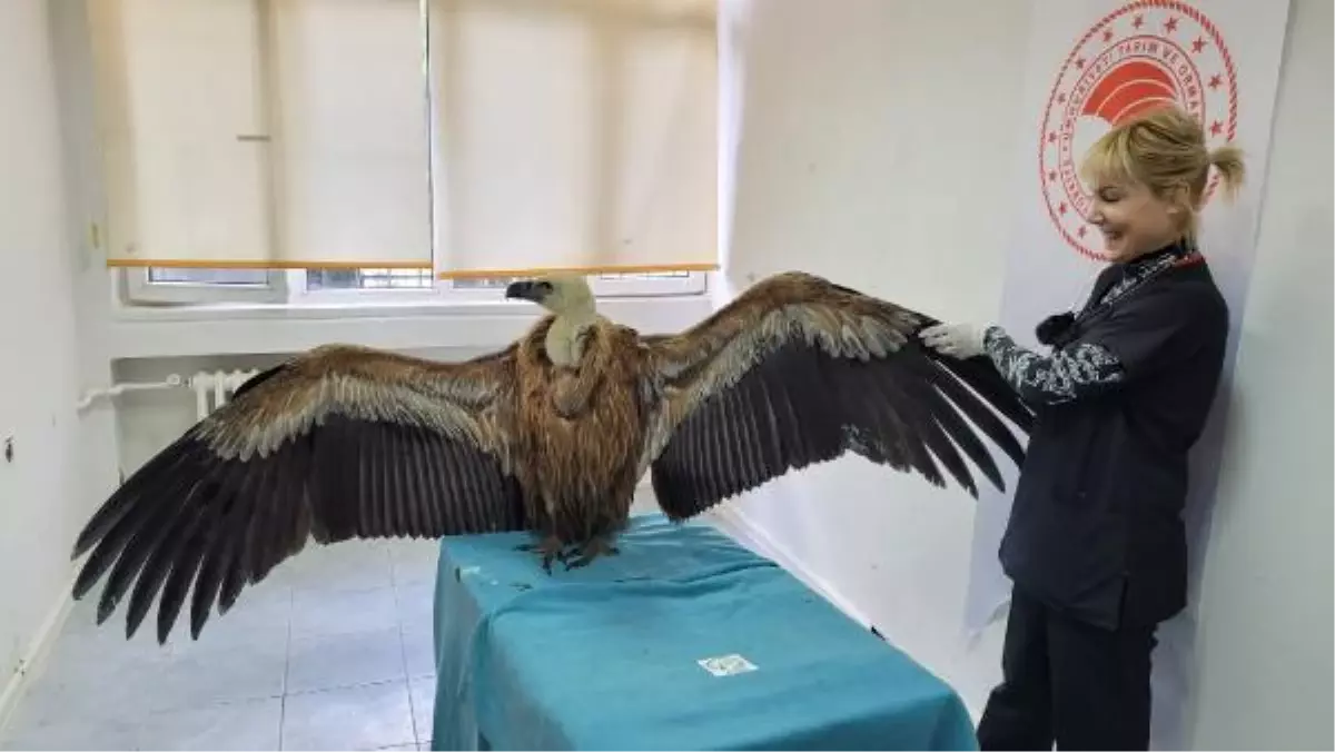 GÖÇ YOLUNDAKİ KIZIL AKBABA, ÇANAKKALE\'DE DENİZE İNDİ