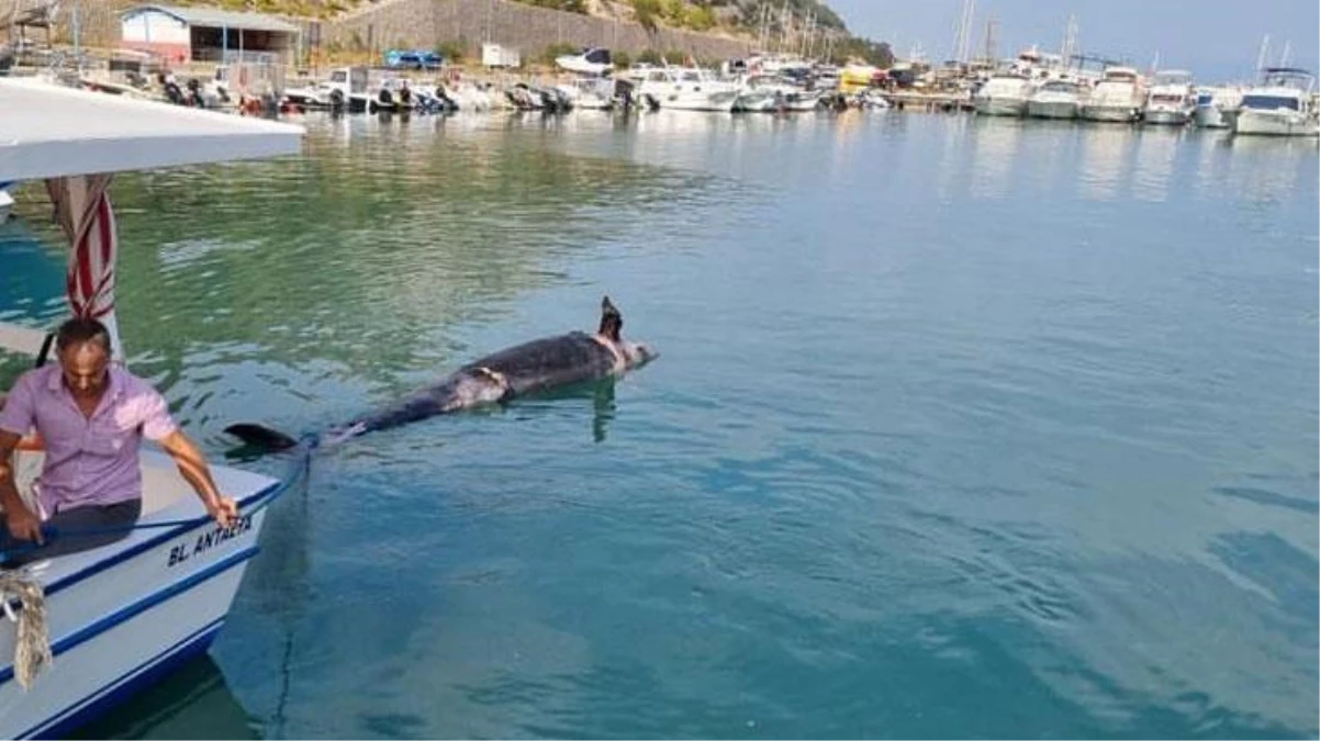 Katil balina kıyıya vurdu, balıkçılar ilk defa gördü