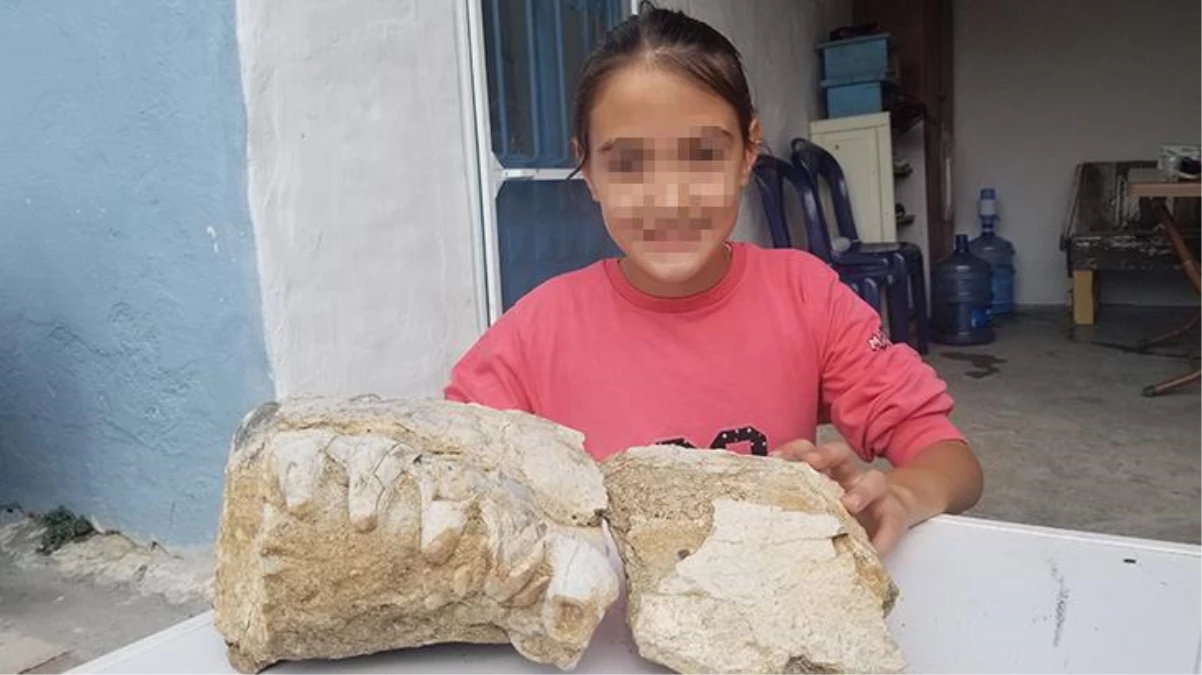 Milyonlarca yıllık hayvan fosili buldu! 10 yaşındaki kızın keşfi hemen incelemeye alındı