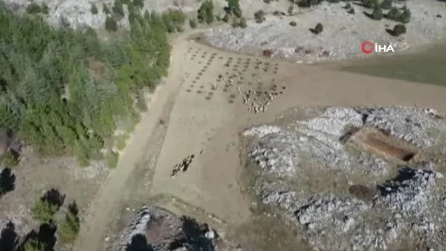 Kaybolan küçükbaş hayvanlar drone ile bulundu