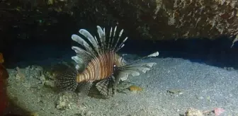 Kızıldeniz'in 'istilacısı' aslan balığı Ege'de de yayılıyor