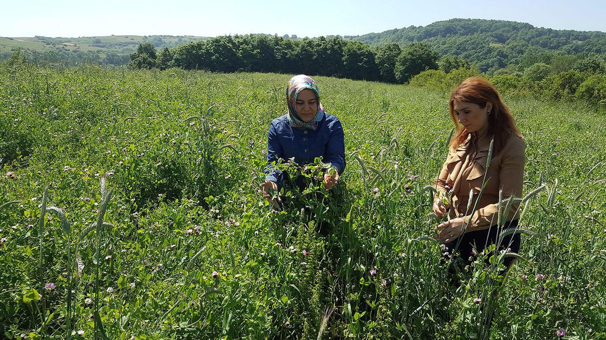 Kocaeli Büyükşehir Belediyesi\'nden gübre ve tohum desteği