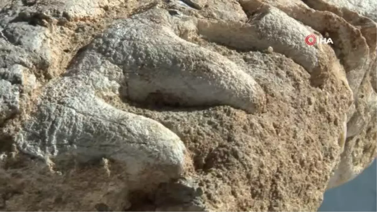 Küçük kızın bulduğu fosil müze tarafından teslim alındı