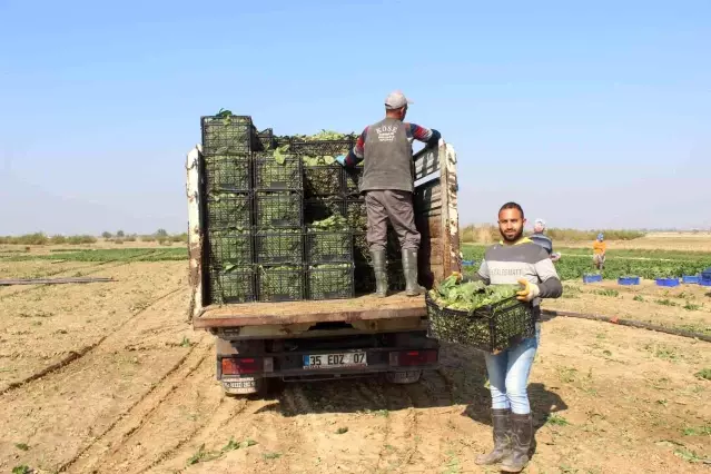 Manisalı üretici Biz zehir yetiştirmiyoruz dedi, çiğ ıspanak yedi