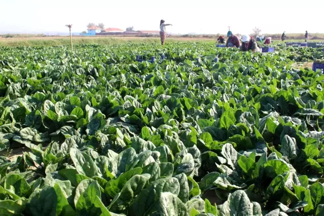 Manisalı üretici Biz zehir yetiştirmiyoruz dedi, çiğ ıspanak yedi