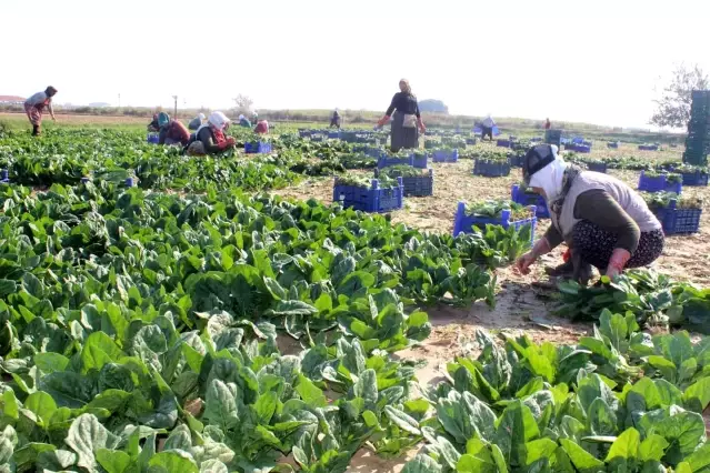 Manisalı üretici Biz zehir yetiştirmiyoruz dedi, çiğ ıspanak yedi