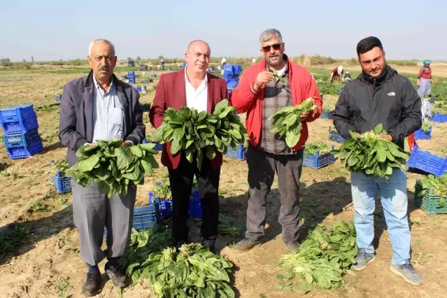 Manisalı üretici Biz zehir yetiştirmiyoruz dedi, çiğ ıspanak yedi