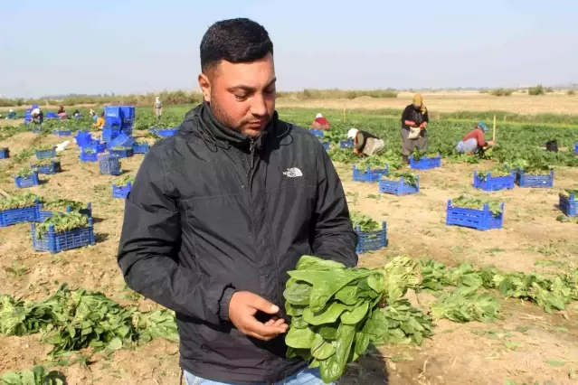 Manisalı üretici Biz zehir yetiştirmiyoruz dedi, çiğ ıspanak yedi