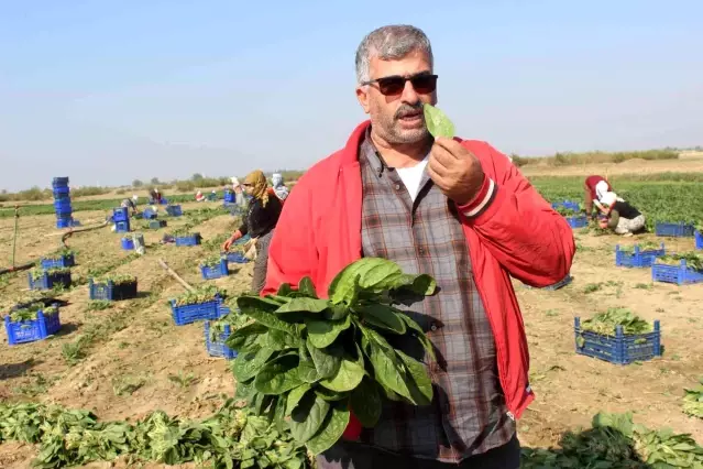 Manisalı üretici Biz zehir yetiştirmiyoruz dedi, çiğ ıspanak yedi