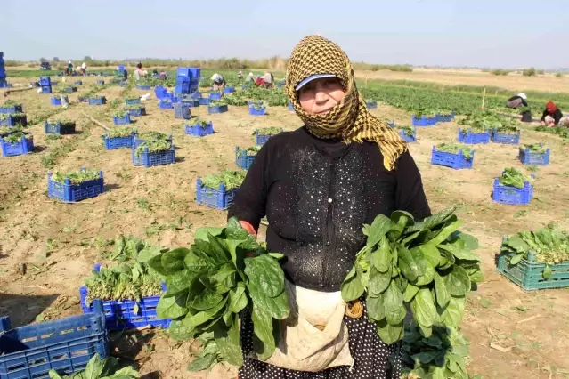 Manisalı üretici Biz zehir yetiştirmiyoruz dedi, çiğ ıspanak yedi