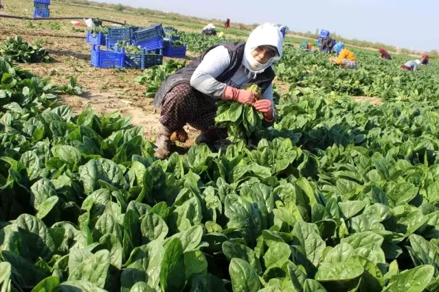 Manisalı üretici Biz zehir yetiştirmiyoruz dedi, çiğ ıspanak yedi