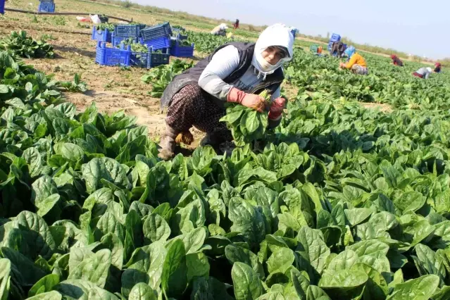 Manisalı üretici Biz zehir yetiştirmiyoruz dedi, çiğ ıspanak yedi