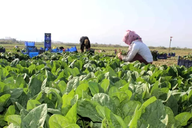 Manisalı üretici Biz zehir yetiştirmiyoruz dedi, çiğ ıspanak yedi