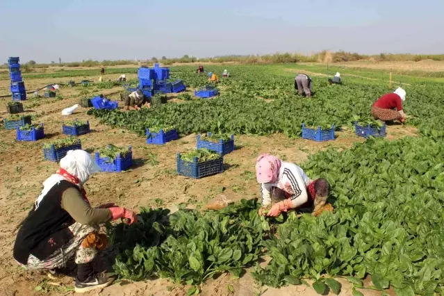 Manisalı üretici Biz zehir yetiştirmiyoruz dedi, çiğ ıspanak yedi